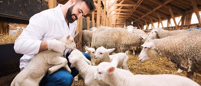Αποζημιώσεις στο γάλα ανακοίνωσε το ΥπΑΑΤ για αφθώδη πυρετό, δεύτερο κρούσμα στην Λέσβο