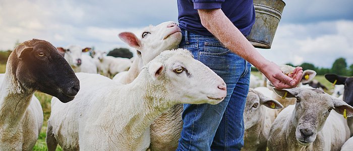 Στο ΦΕΚ η στήριξη για απώλεια εισοδήματος κτηνοτρόφων που έχασαν τα ζώα λόγω πανώλης και ευλογιάς, πότε θα γίνει πληρωμή