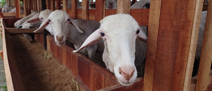 Προϊούσα πνευμονία των προβάτων: Μια αργή νόσος που επηρεάζει τη βιωσιμότητα των εκτροφών