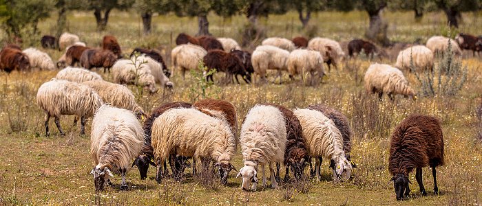 Οι σπάνιες αυτόχθονες φυλές προβάτων και η τεκμηρίωσή τους, τι θα πρέπει να γίνει για τη διάσωσή τους