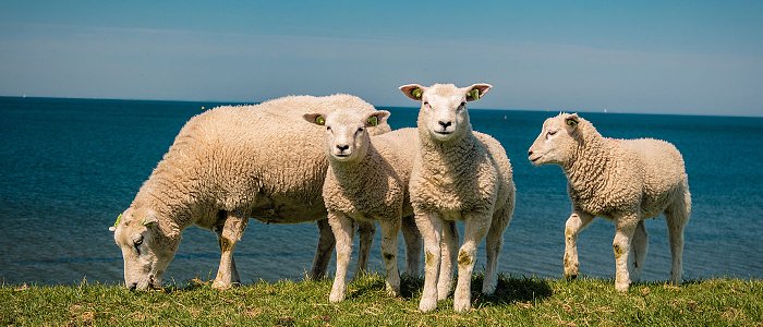 Η κτηνοτροφική «φούσκα» στην Κρήτη και η εφαρμογή της νέας «τεχνικής λύσης» από το ΥπΑΑΤ