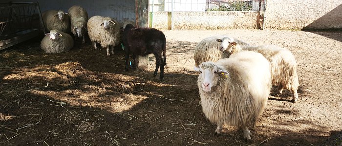Τι λέει η τροπολογία για τοποθέτηση βώλων σε αιγοπρόβατα, δεν είναι υποχρεωτική για το ΟΣΔΕ 2026, η διαδικασία και τα πρόστιμα