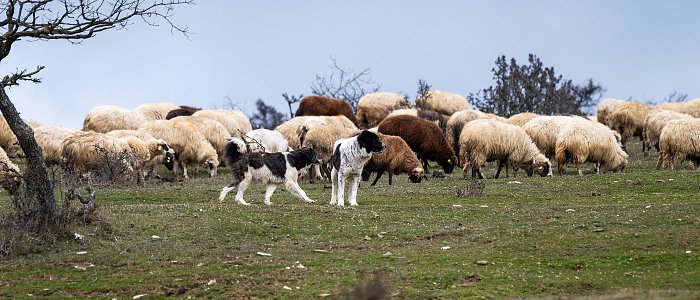 Στο ΦΕΚ η αποζημίωση για απώλεια εισοδήματος κτηνοτρόφων, ποιοι τη δικαιούνται και τα ποσά ενίσχυσης