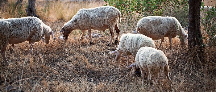 Κρούσματα ευλογιάς σε 7 Περιφερειακές Ενότητες είχαμε από αρχές Φεβρουαρίου