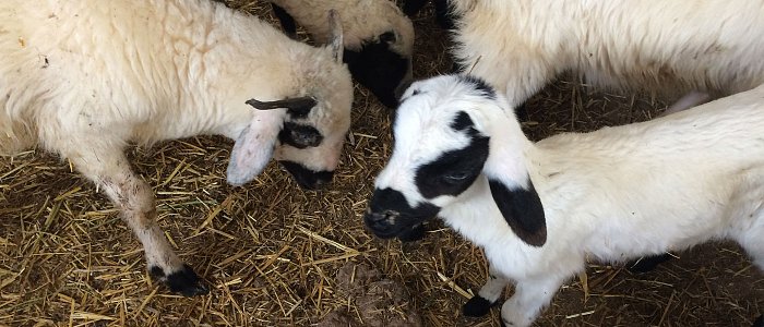 Κόντρα μεταξύ Κουρέτα και Τσιάρα για τον εμβολιασμό των αιγοπροβάτων κατά της ευλογιάς