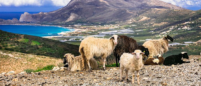Σε όλη την χώρα μειώθηκε ο αριθμός αιγοπροβάτων εκτός της Κρήτης που διπλασιάστηκε και για κάθε 6 κατοίκους είχαμε 1 εκτροφή