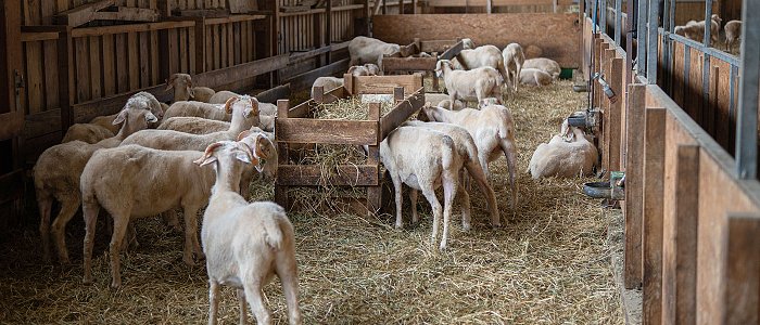 Αίτημα άμεσης αποζημίωσης για τον υποχρεωτικό εγκλεισμό των ζώων λόγω ζωονόσων ζητούν κτηνοτρόφοι