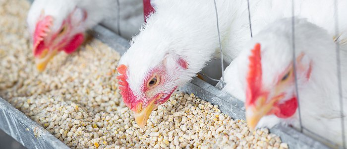 Νέο Δ.Σ. στην Πανελλήνια Ένωση Οργανώσεων Πτηνοτρόφων Παραγωγών