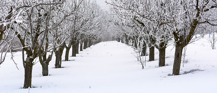 Πώς εξελίσσεται φέτος η συσσώρευση ψύχους – Τι σημαίνει για τις δενδροκαλλιέργειες