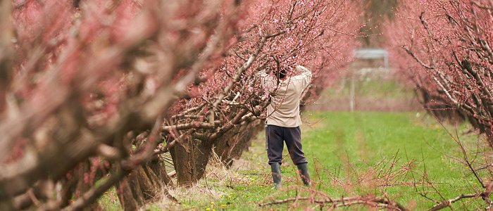 Καλή παραγωγή αναμένουμε φέτος στα ροδάκινα αλλά το κόστος καλλιέργειας είναι πολύ αυξημένο