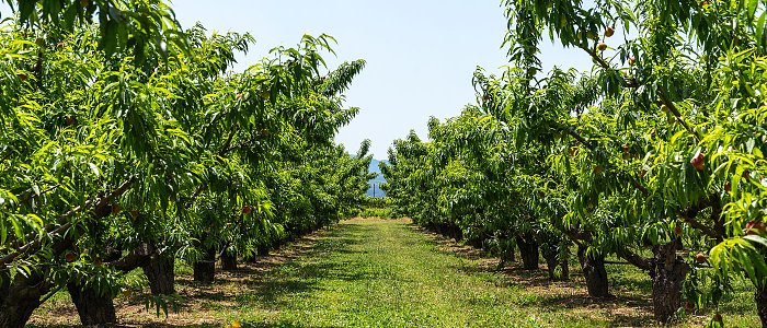 Χρηματοδότηση υπόσχεται το ΥπΑΑΤ σε επιστημονική έρευνα για φαινόμενο «ξερών βεργών», τα συμπτώματα και ποια δέντρα πλήττει
