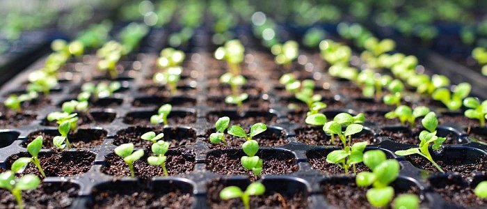 Μεταφύτευση φυτών: τι πρέπει να προσέξει ο παραγωγός για ένα σωστό ξεκίνημα