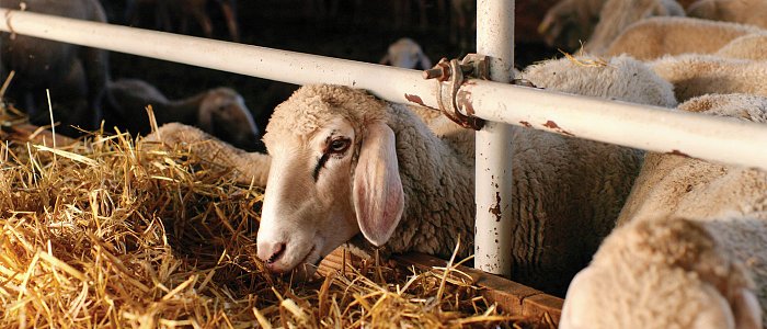 Κλείνει συμφωνίες στα 1,60 και βλέπει τα 1,70 το αιγοπρόβειο γάλα, που είναι οι τιμές στο κρέας και τις ζωοτροφές