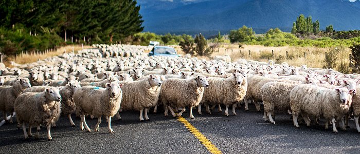 Ευλογιά: Πυρά κυβέρνησης – κτηνοτρόφων για το εμβόλιο – Αντιπαραθέσεις για τη διαχείριση της ευλογιάς στη Βουλή