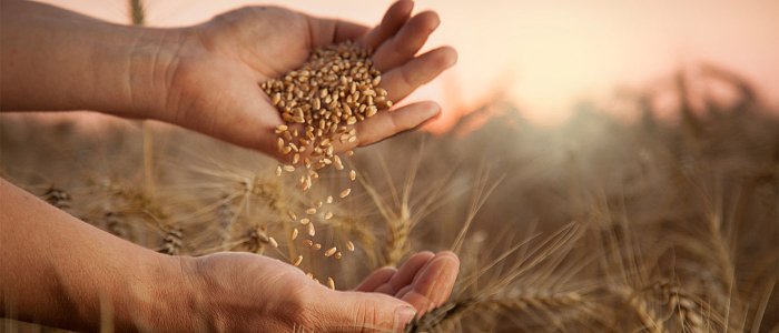 Προβλέψεις για την φετινή παραγωγή δημητριακών και ελαιοκράμβης στην Ευρώπη