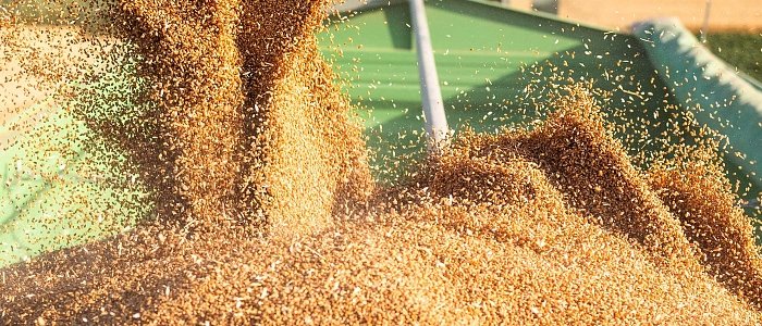 Ροδόπη: Αίτημα για ενίσχυση de minimis στα σιτάρια μετά τις χαμηλές αποδόσεις και τις τιμές κάτω από το κόστος
