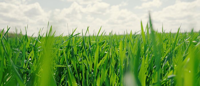 Χειμερινά σιτηρά: ιστορία, σημασία και προοπτικές στην ελληνική γεωργία