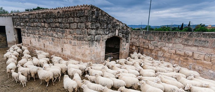 Ευλογιά: Το ΥπΑΑΤ δήλωσε 73 νέες εστίες στις 25 Αυγούστου,  στην Θεσσαλία θανατώθηκαν σε ένα χρόνο 94.233 πρόβατα