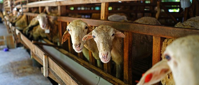 Από Οκτώβριο και βλέπουμε οι πληρωμές de minimis στους κτηνοτρόφους για ζωοτροφές