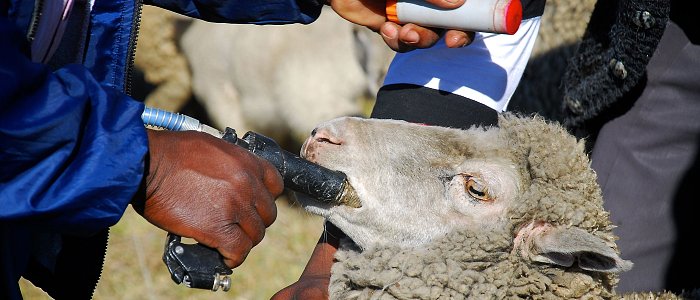 Πόσο στοιχίζει ο ηλεκτρονικός βώλος στα αιγοπρόβατα και που κυμαίνεται η αμοιβή τοποθέτησης του κτηνιάτρου