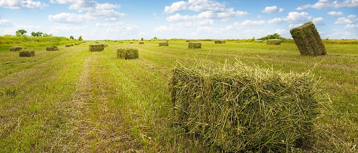 Ποσό 30 εκ. ευρώ θα δοθεί de minimis στην μηδική, πότε θα πληρωθεί και που θα κυμανθεί η στρεμματική ενίσχυση