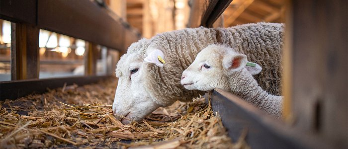 Κήρυξη Κεφαλονιάς σε κατάσταση έκτακτης κινητοποίησης για 6 μήνες λόγω ευλογιάς, νέες συλλήψεις για παραβίαση μέτρων