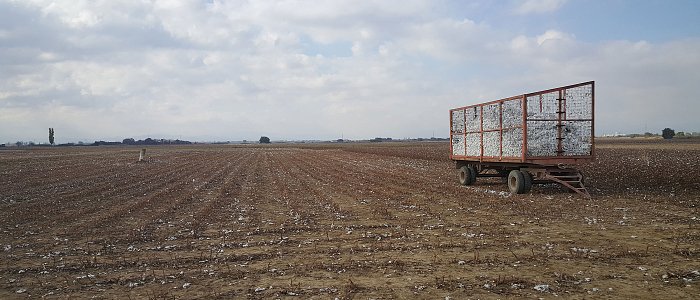 Στα χαμηλά τιμές βαμβακιού, καλή η εικόνα καλλιέργειας, προβλέψεις παγκόσμιας παραγωγής και εμπορίας