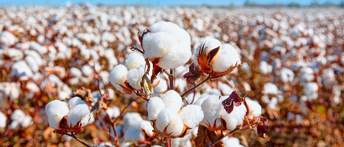 Συστάσεις και καλλιεργητικές πρακτικές για φυτοπροστασία της καλλιέργειας βαμβακιού