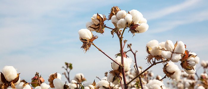 Αυξημένη προσφορά και μειωμένη ζήτηση βλέπει φέτος στο βαμβάκι η ICAC, αποχωρούν παραγωγοί από την καλλιέργεια