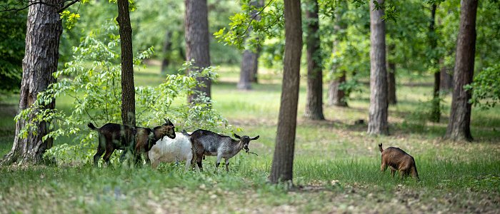 Αλλάζει το θεσμικό πλαίσιο για την πρόληψη πυρκαγιών - Πώς επηρεάζει αγρότες και κτηνοτρόφους