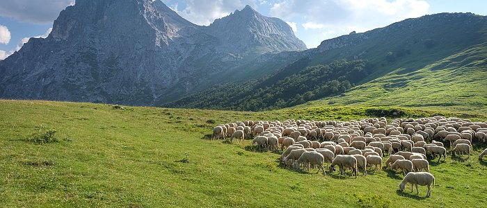 Έρχονται αποτελέσματα εξισωτικής και ακολουθούν ενστάσεις αλλά νέα κατανομή βοσκοτόπων βγάζει πολλούς εκτός επιλεξιμότητας