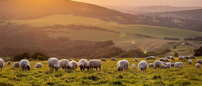 Τέσσερις νέες συλλήψεις κτηνοτρόφων για παράνομη βόσκηση είχαμε Παρασκευή και Σάββατο, σε ποιες περιοχές έγιναν