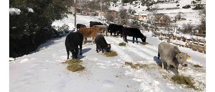 Η εκτατική εκτροφή αυτόχθονων ελληνικών φυλών μπορεί να αποτελέσει ένα βιώσιμο παραγωγικό μοντέλο