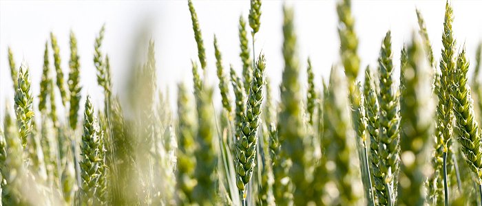 Στην αναμονή οι παραγωγοί σιτηρών για τα 40 εκ. ευρώ, κρίσιμη η επιφανειακή λίπανση για την καλλιέργεια