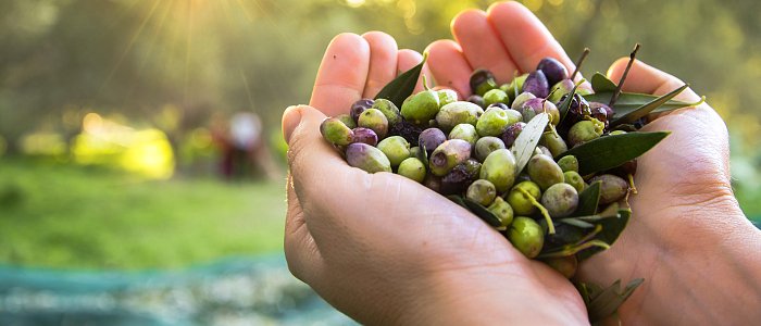 Συνεχίζονται οι αντιδράσεις για το ψηφιακό δελτίο αποστολής, δεν μπορεί να εφαρμοστεί στην ελαιοκαλλιέργεια