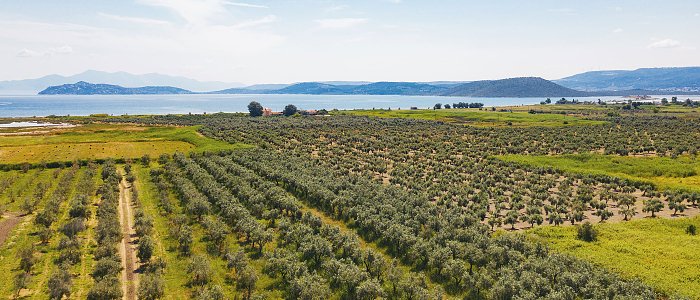 Χιλιάδες ιδιοκτήτες αγροτεμαχίων απαλλάσσονται από τις διεκδικήσεις του Δημοσίου