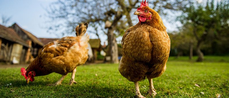 Το ΥπΑΑΤ δημιουργεί Ομάδα Εργασίας για ελέγχους αυγών στην Βιολογική Πτηνοτροφία