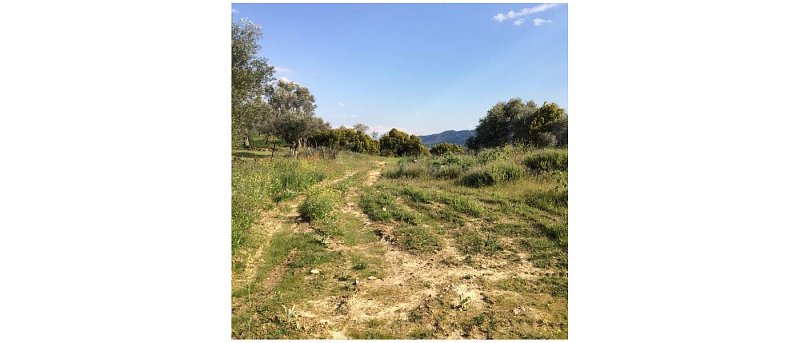 Πωλείται αγροτεμάχιο στον Ευεργέτουλα Λέσβου