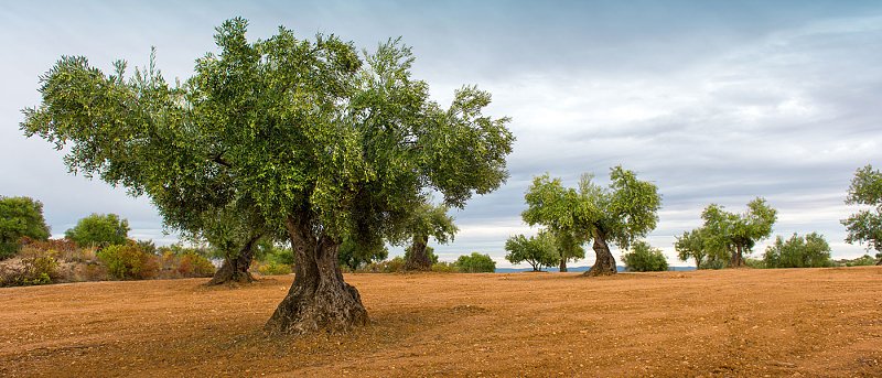 Βγήκε η απόφαση κατανομής εποχικού προσωπικού για τη δακοκτονία του 2025