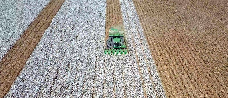 Η παγκόσμια παραγωγή βάμβακος συνεχίζει να υπερβαίνει την κατανάλωση τη σεζόν 2025/26