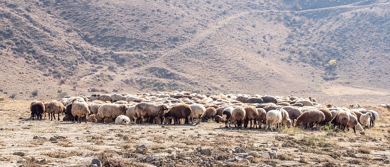 Πρωτοψάλτης: «Κανένα περιθώριο για λάθος, αυστηρή τήρηση των μέτρων» για τη διακίνηση τυριών εκτός Λέσβου – Τι συζητήθηκε για τον αφθώδη