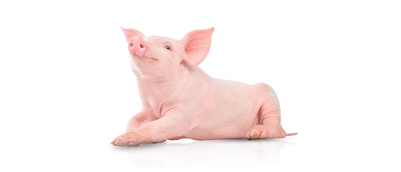 Ξεκινούν οι δεσμεύσεις για την καλή μεταχείριση χοίρων, Μάρτιο η αξιολόγηση