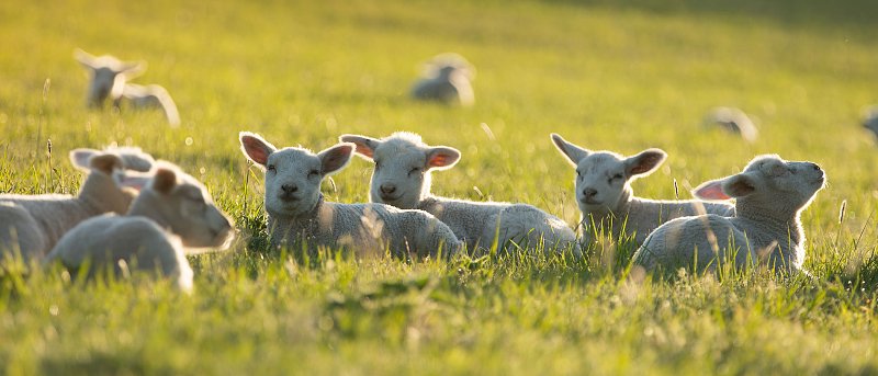 Μέχρι τέλος του έτους θα κλείσει ο κύκλος της ευλογιάς λέει ο Τσιάρας, πως θα γίνει η ανασύσταση ζωικού κεφαλαίου
