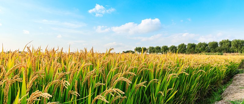 3+3 προτάσεις για να μπει φραγμός στην οικονομική ασφυξία της ρυζοκαλλιέργειας