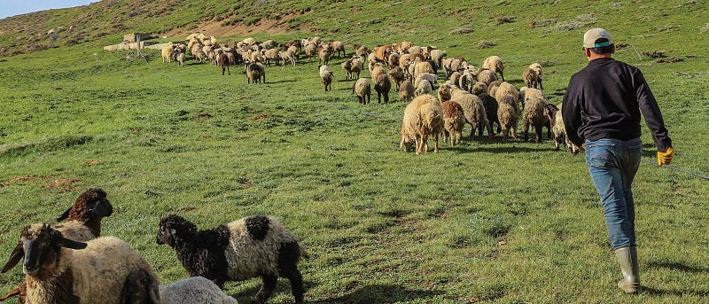 Ενίσχυση για ζωοτροφές και ανασύσταση των κοπαδιών τους ζητούν οι κτηνοτρόφοι της Θεσσαλίας