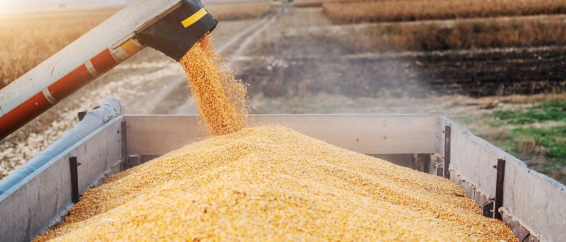 Προβλέψεις για παγκόσμια παραγωγή και αποθέματα καλαμποκιού, οι τιμές στην Ουκρανία