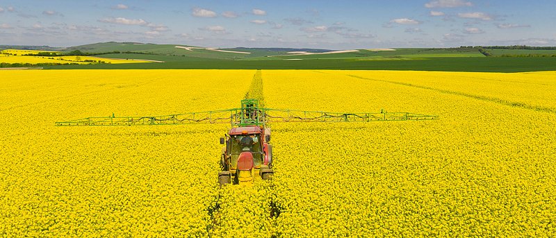 Ολοκληρώθηκαν οι σπορές ελαιοκράμβης, οι καιρικές συνθήκες βοήθησαν την καλλιέργεια και αυξήθηκαν τα στρέμματα