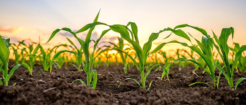 Εγκύκλιος για δαπάνες προγράμματος παρακολούθησης Diabrotica στο καλαμπόκι