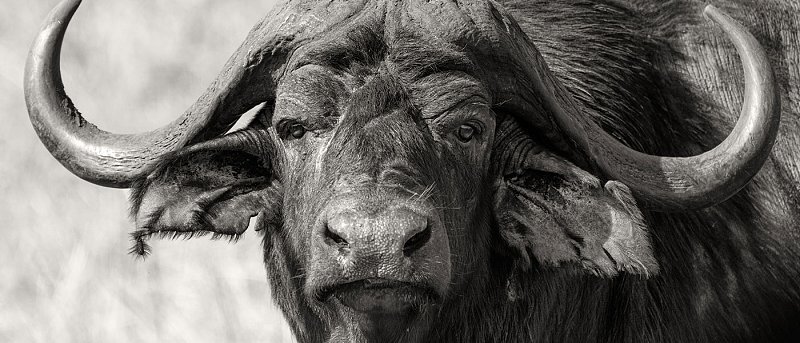 26χρονη Ιωάννα Σερακιώτη, βουβαλοτρόφος, μένει εκτός Αυτόχθονων Φυλών και Νέων Αγροτών