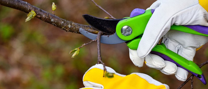 Ξεκινάει το νέο επιδοτούμενο πρόγραμμα κατάρτισης στον εμβολιασμό δενδρωδών καλλιεργειών